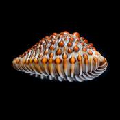 jenneria pustulata 5-2019 9483